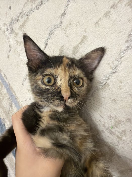 Отдам котенка в хорошие руки