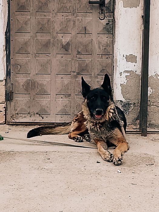 Неміс офчарка, немецкий офчарка