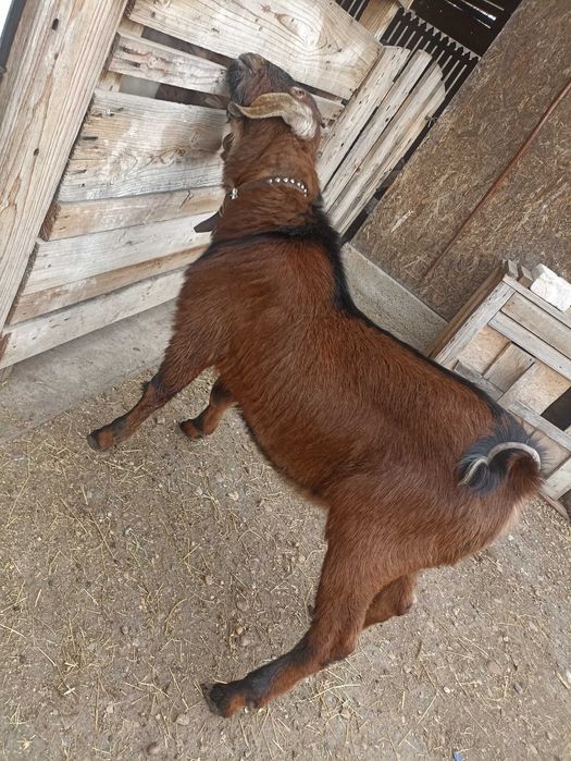 Vând țap anglonubian și iezi metis de sannem cu anglonubian.