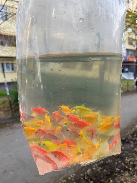 Baliq magazin assartiment kotta