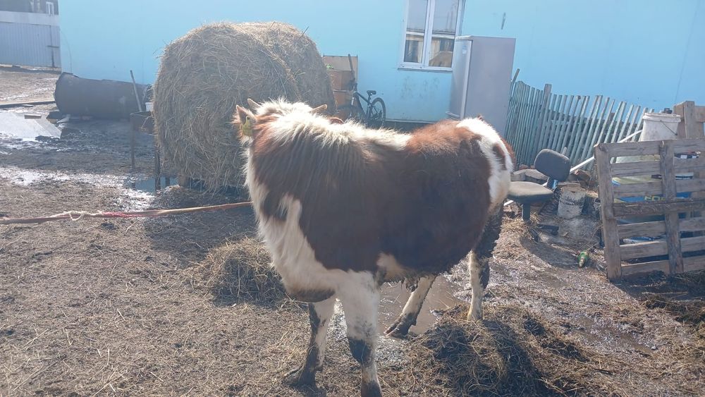 Продам годовалого бычка.