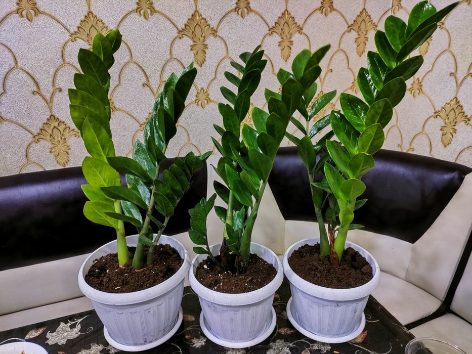 Комнатные цветы. Доставка