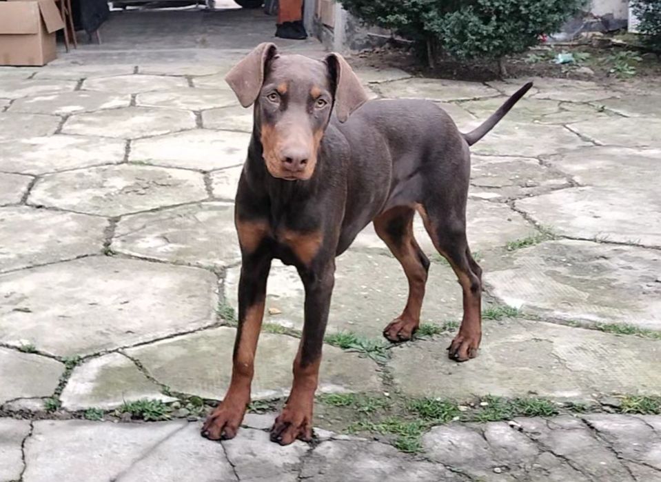 Femela doberman maro