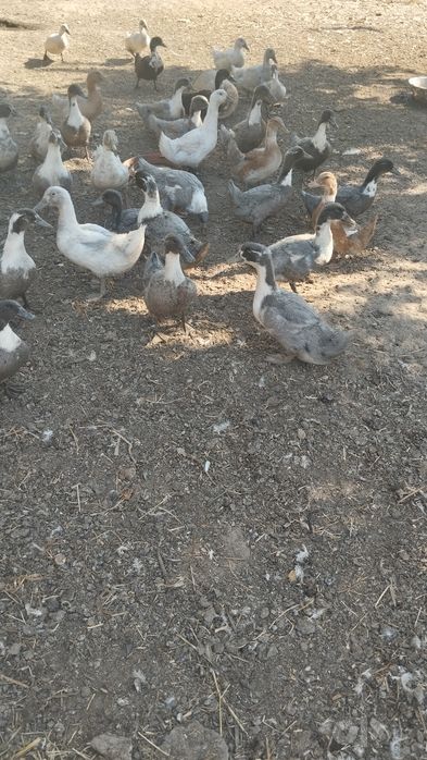 Продаются утки породы голубой фаворит