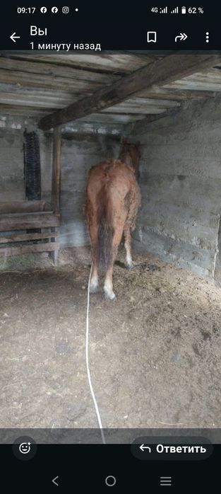 Семіз бордақыланған құнан сатылады