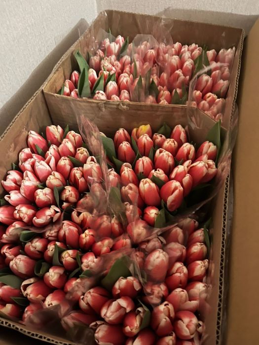 Тюльпаны на 8 марта каспи рассрочка, ред есть
