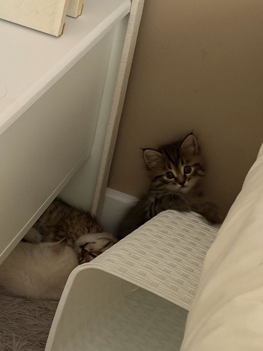 Кошки приученые