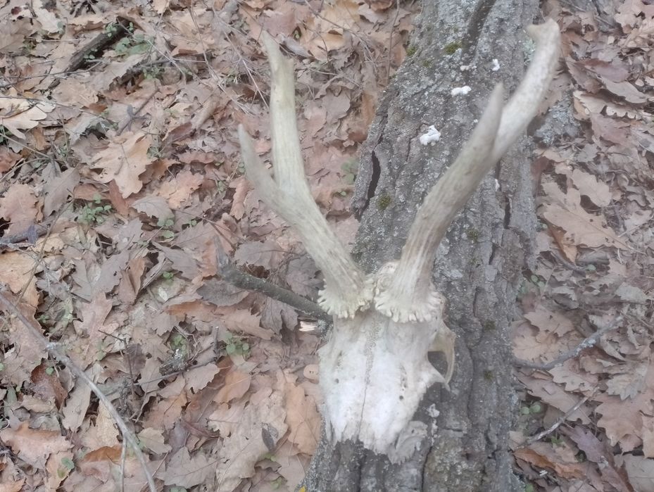 Coarne de căprioare
