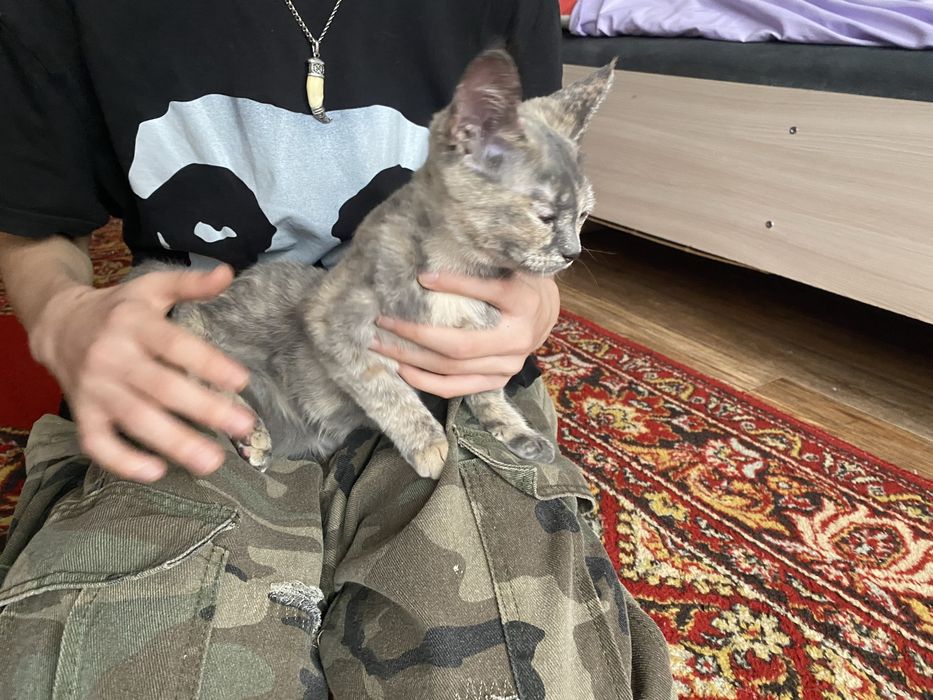 Кошечка 8 месяцев