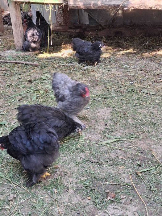 Vind pui cochinchina pitică