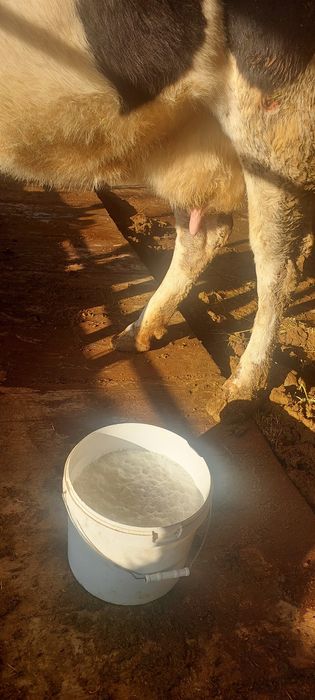 Сауынды сиыр сатылады