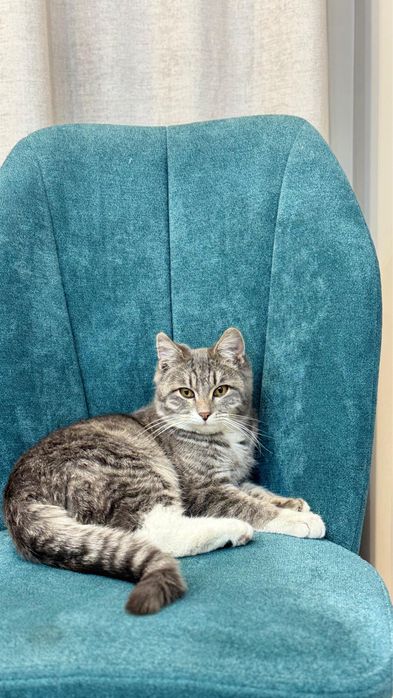 Котенок мальчик 7 мес. в добрые руки