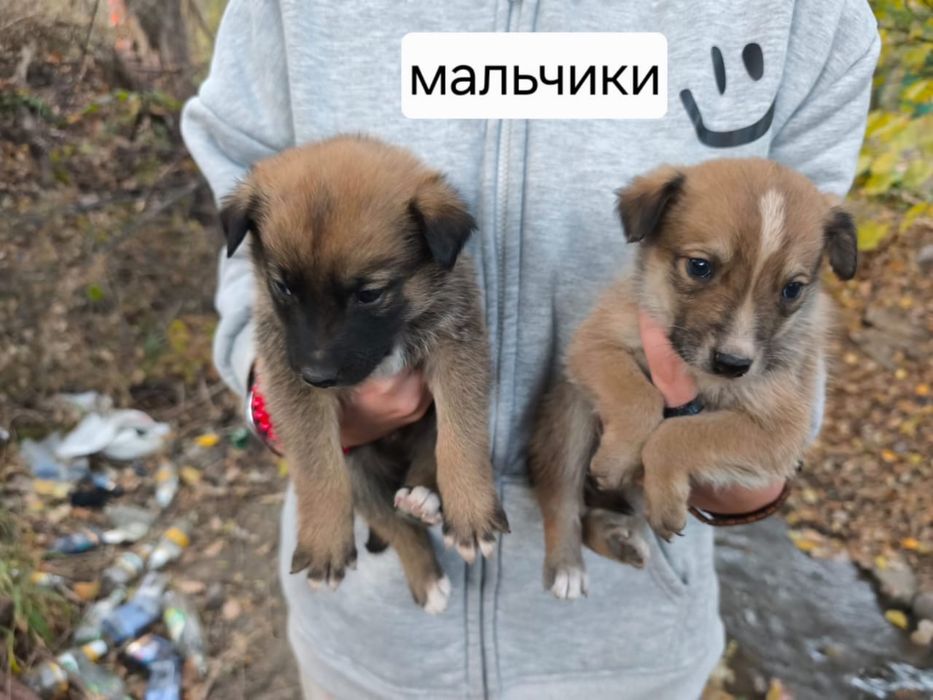 Щенки друзья чудесные