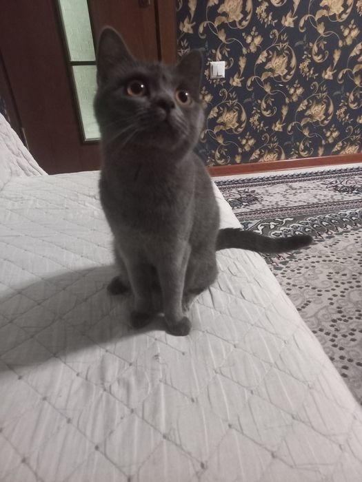 Продаётся британская кошка