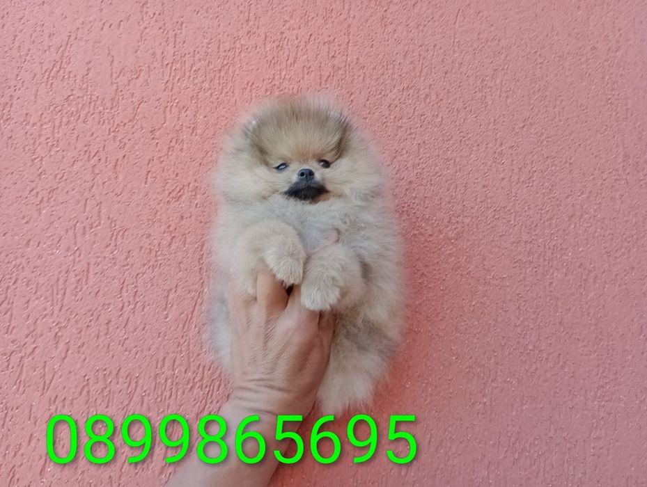 Померани на 3 месеца!