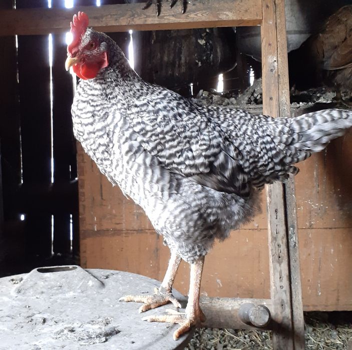 Продам молодых петушков 2025г.