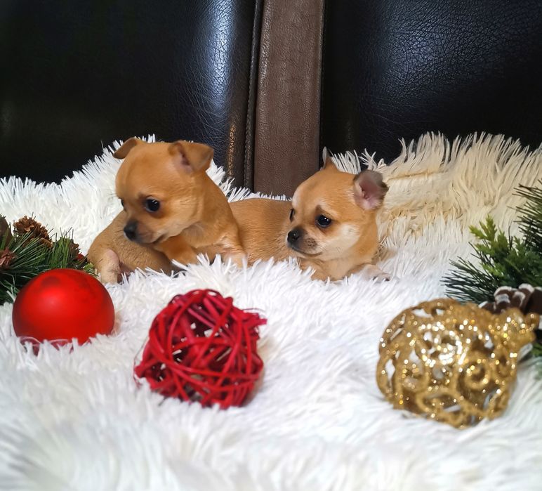 Чихуахуа (мъжко и женско)