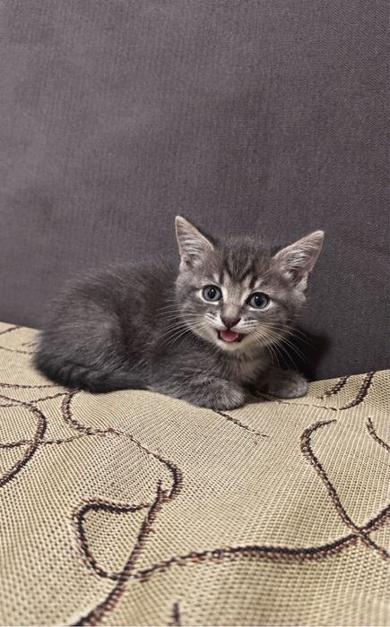 Малыши котята ищут свои дома.