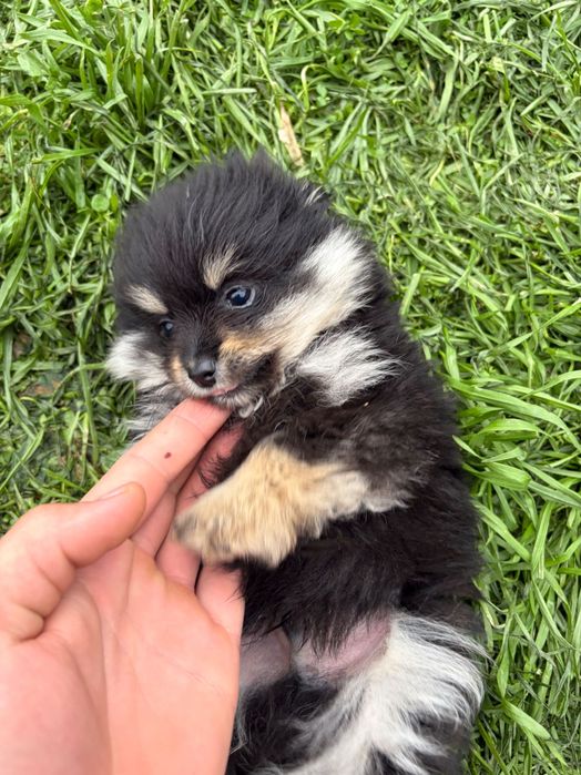 Шпиц-померан Черни