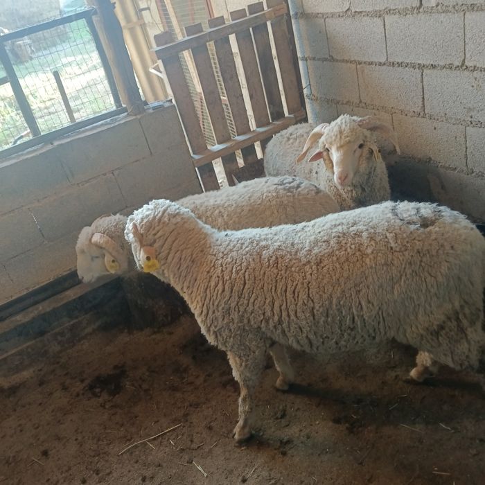 Продам баран 3 головы