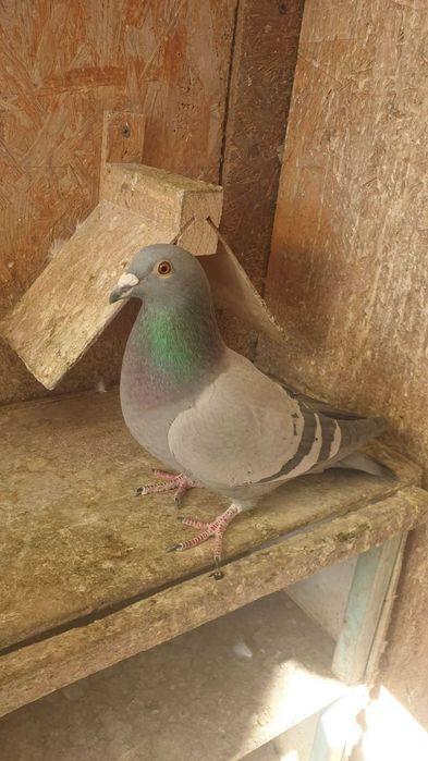 Ocazie! Vand 2 femele voiajor sport, 2022 si 2025, linie Germania!