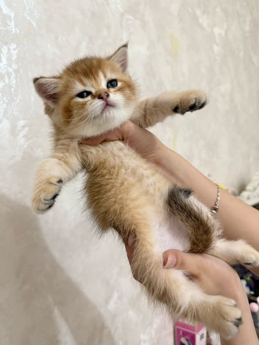 продаются котята шиншилы
