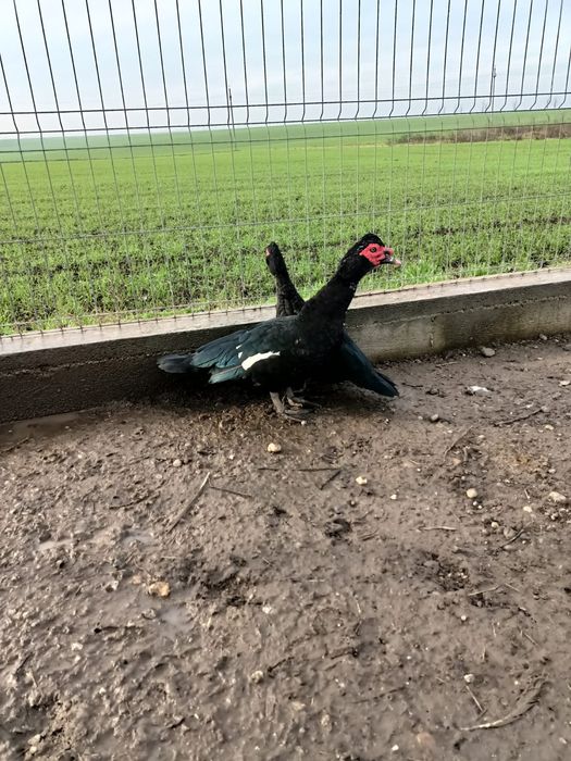 Pereche rate lesesti mute