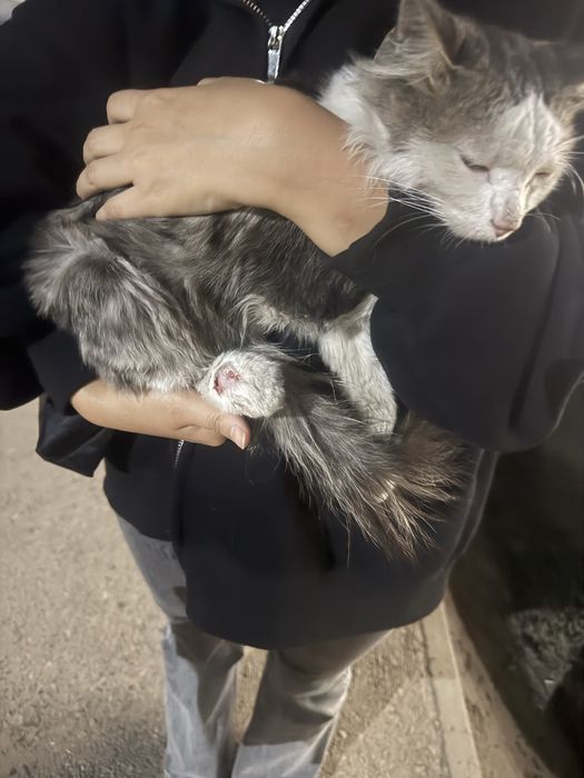 Котенок в добрые руки