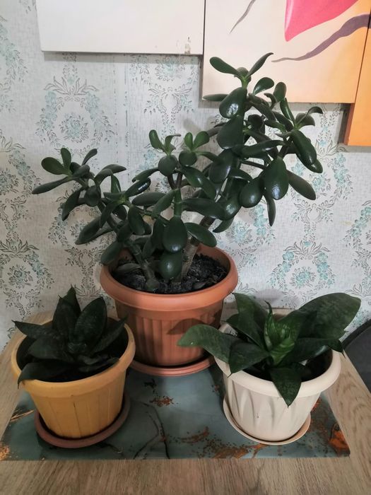 Продам комнатные растения