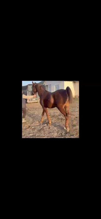 Арабский чистокровный жеребец