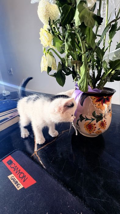 Отдам котят-девочек в добрые руки
