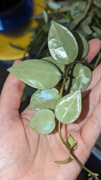 Hoya/Хоя (различни видове)