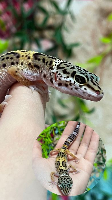 Гекконы эублефары (ящерица)