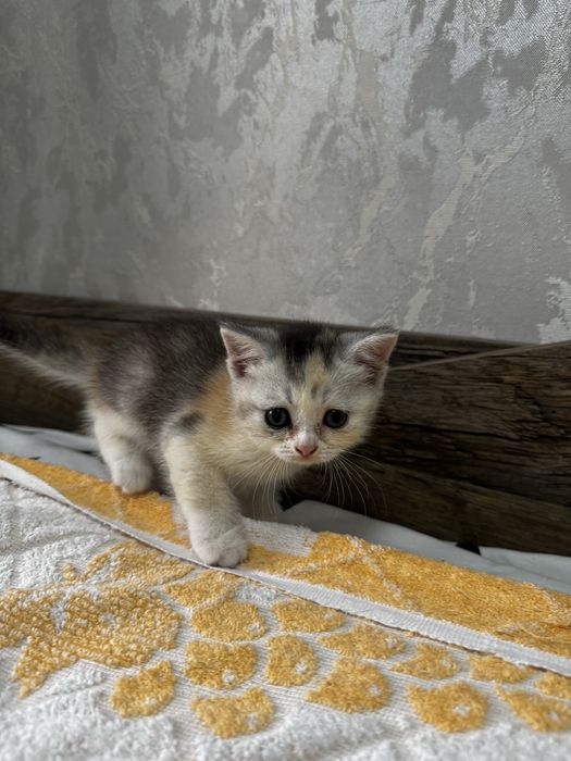 Продаются породистые котята породы шиншилла