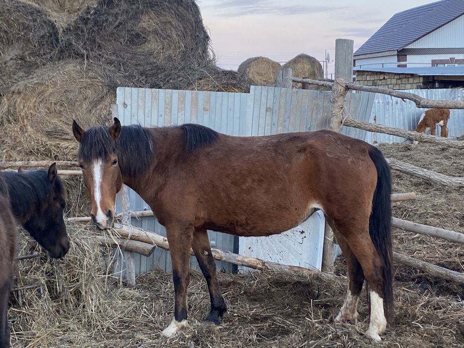 Продам   лощадь