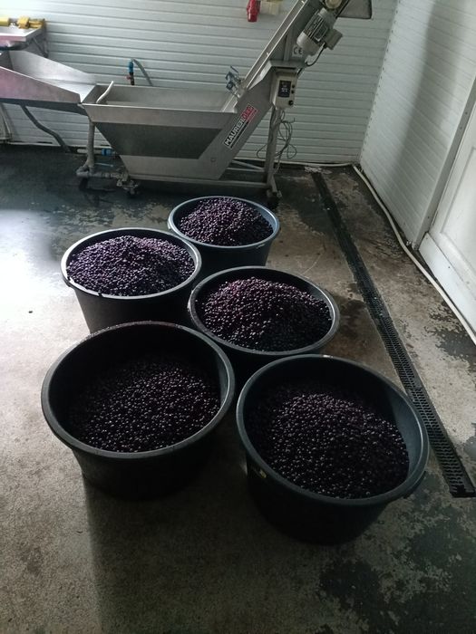 Suc natural de zmeura, coacăze negre si aronia