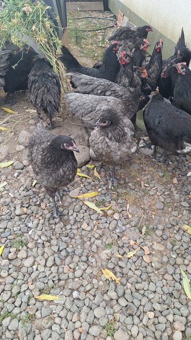 Puicute si cocosi Australorp