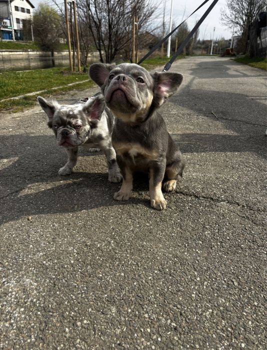 Plimbari Caini sector 1,2,3,4,5