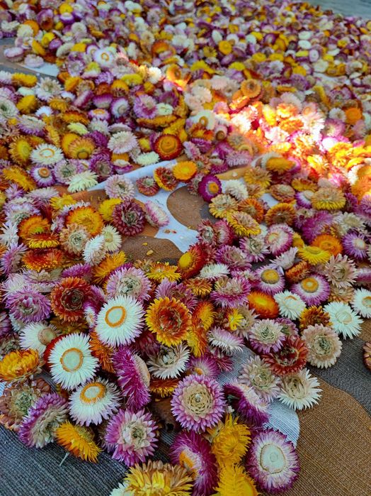 Flori de paie (imortele)