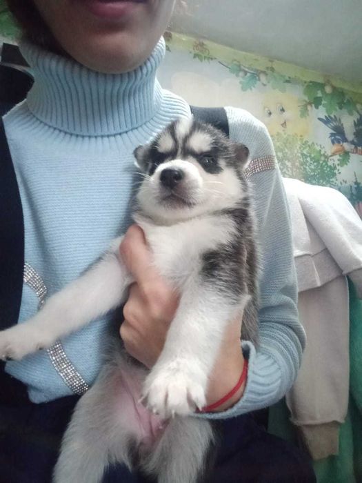 Щенята порода хаски