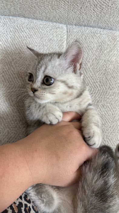 Серебристый шиншила