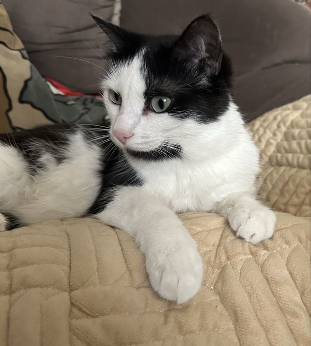 Отдается бесплатно кошка