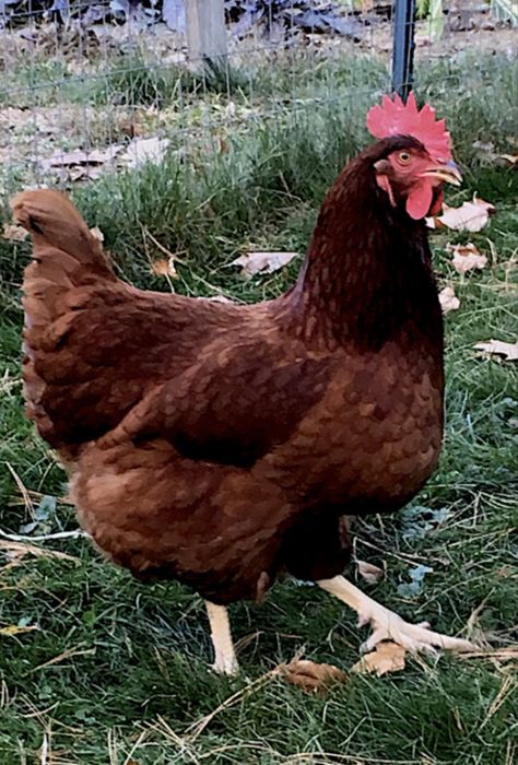 rhode island red si plymoth argintiu