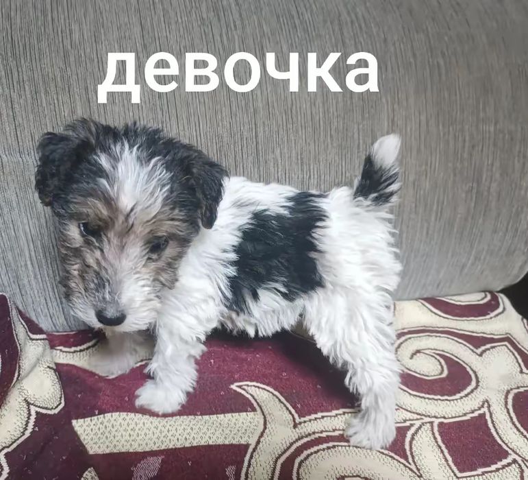 Продам щенков фокстерьеры!