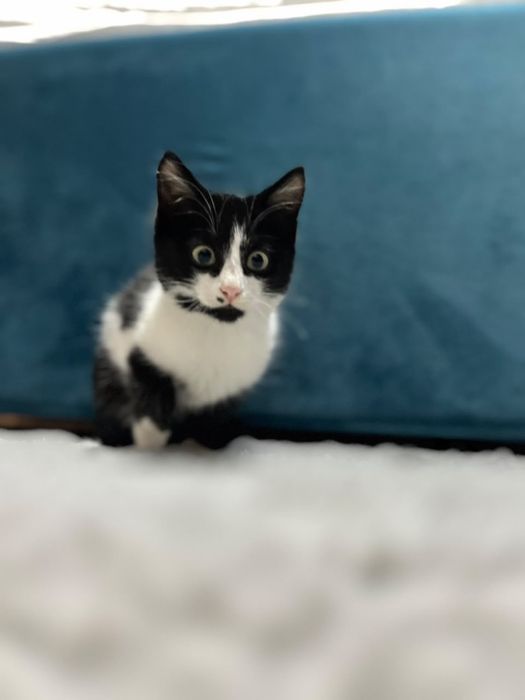 Котенок мальчик 3 месяца