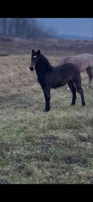 Vând mânza de 6 luni