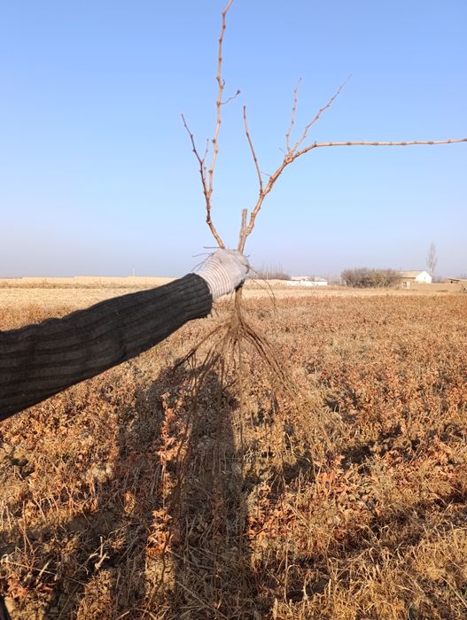 Qora kishmish va gigant uzum ko'chatlari