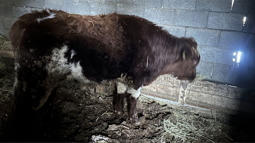 Екі жасар бұқа сатылады