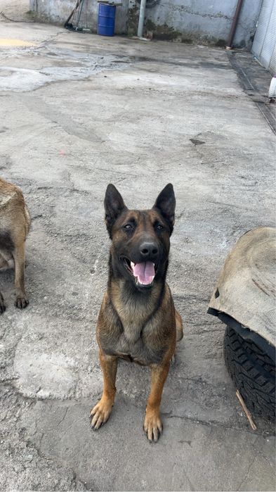 Белгийска овчарка