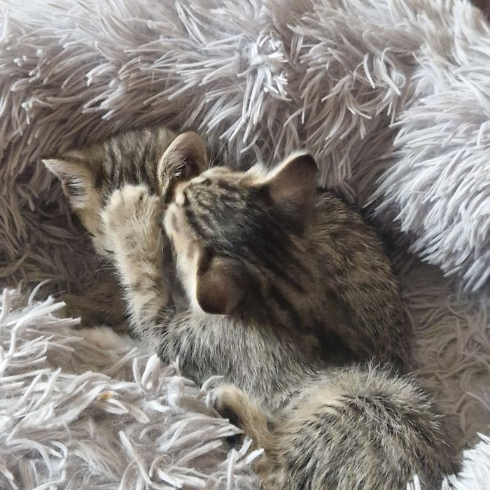 Котёнка в хорошие руки
